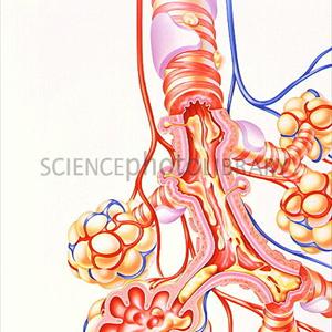 Coughing Up Phlegm Foam - Bronchitis Phlegm