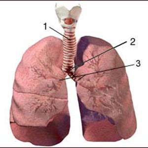  What Will Be Bronchitis And How To Stay Away From It?